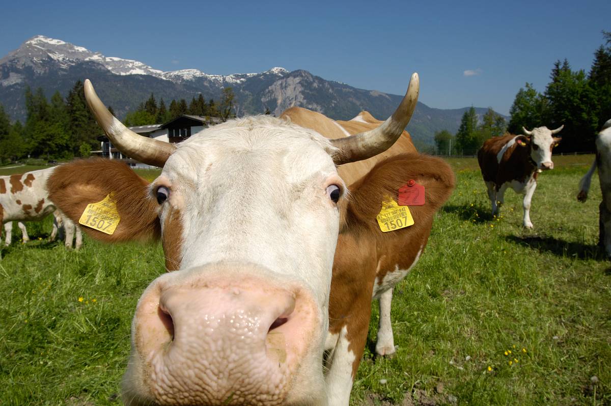 Portraitaufnahme einer Kuh mit anderen Kühen auf der Weide und den Bergen im Hintergrund